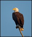_2SB5726 american bald eagle